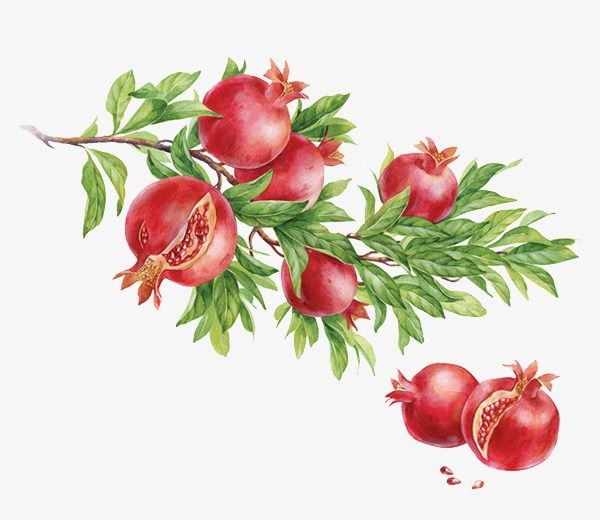 Pomegranate 2019 fruit.