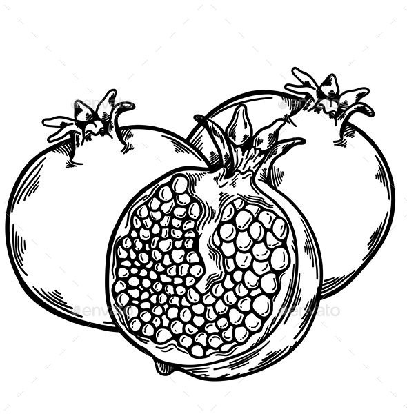 Pomegranate drawing free.