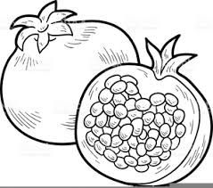 Image result for pomegranate clip art black and white