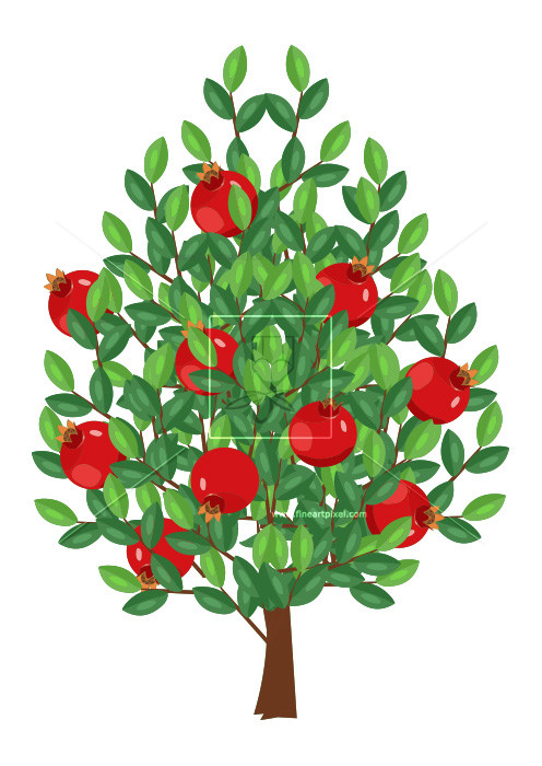Pomegranate fruit tree.