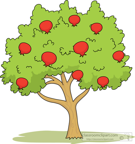 Pomegranate tree drawing.