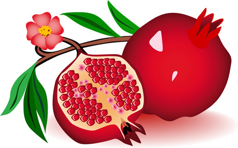 Pomegranate vector free.