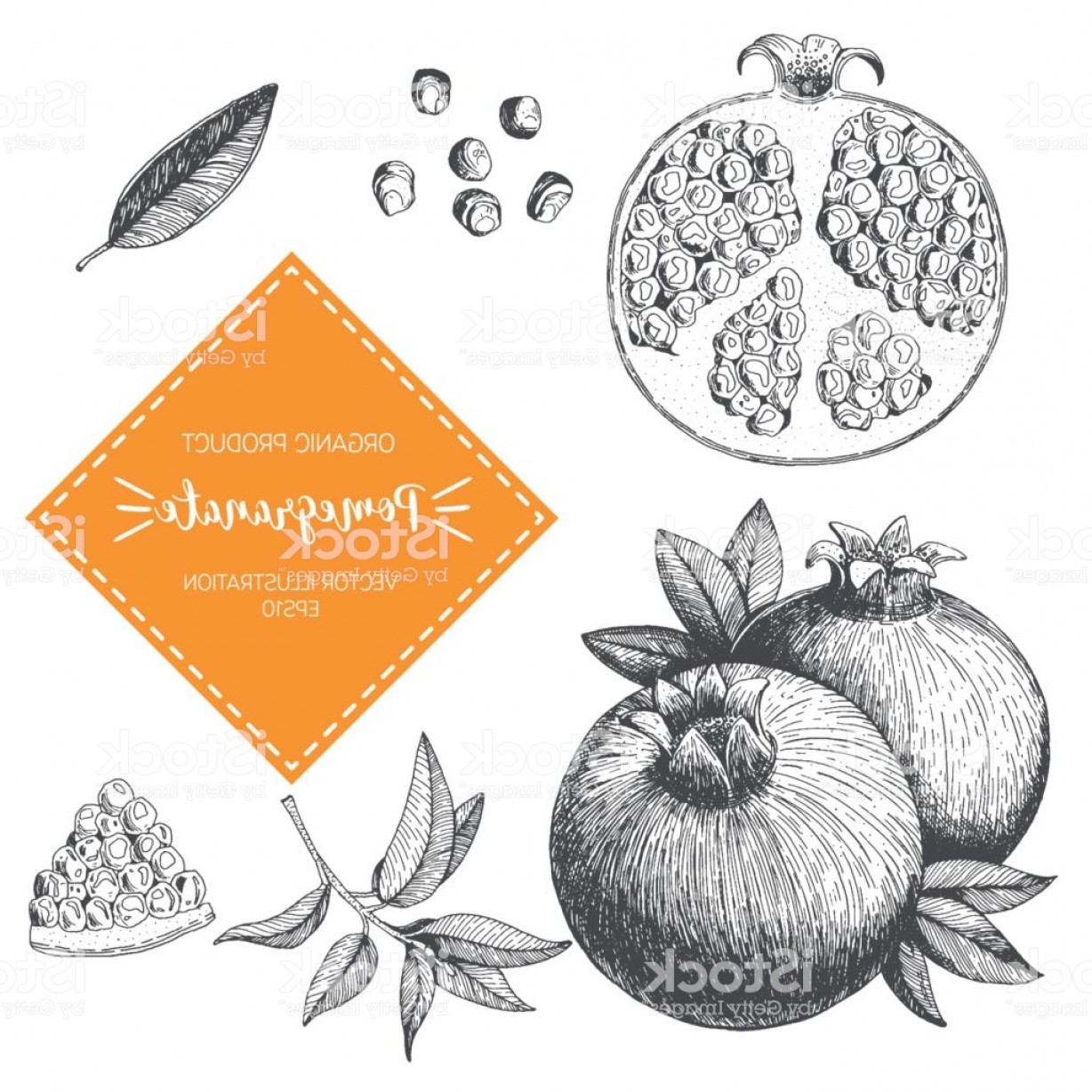 Pomegranate Vector Illustration Hand Drawn Design Element A
