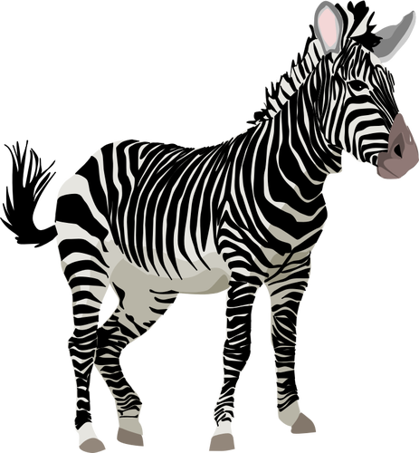 Vector graphics of color zebra animal