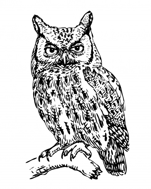 Owl illustration clipart.