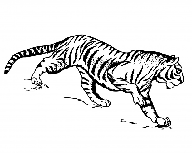 Tiger clipart illustration.