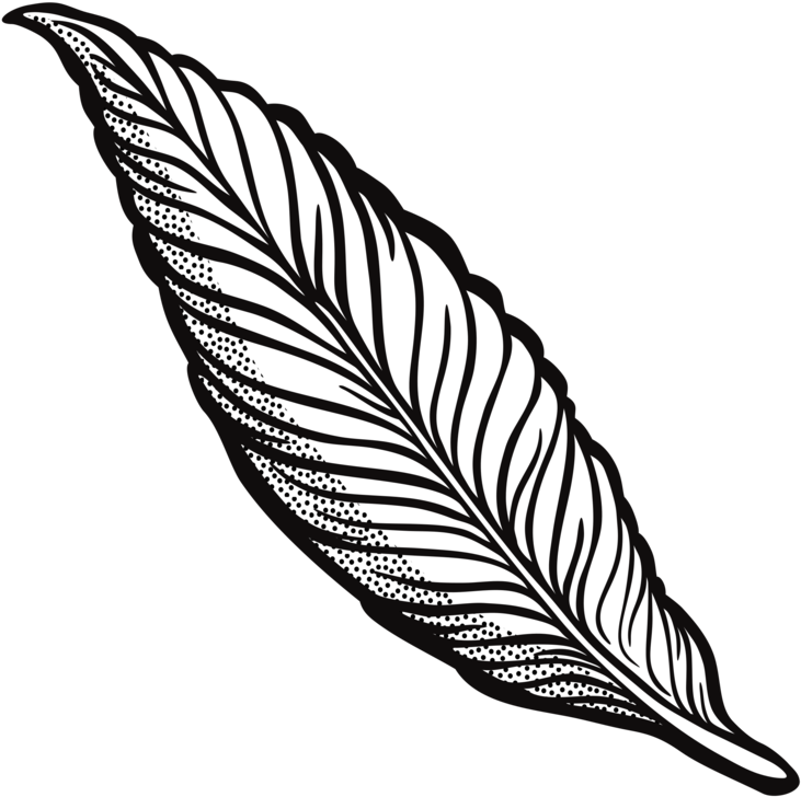 Feather drawing line.