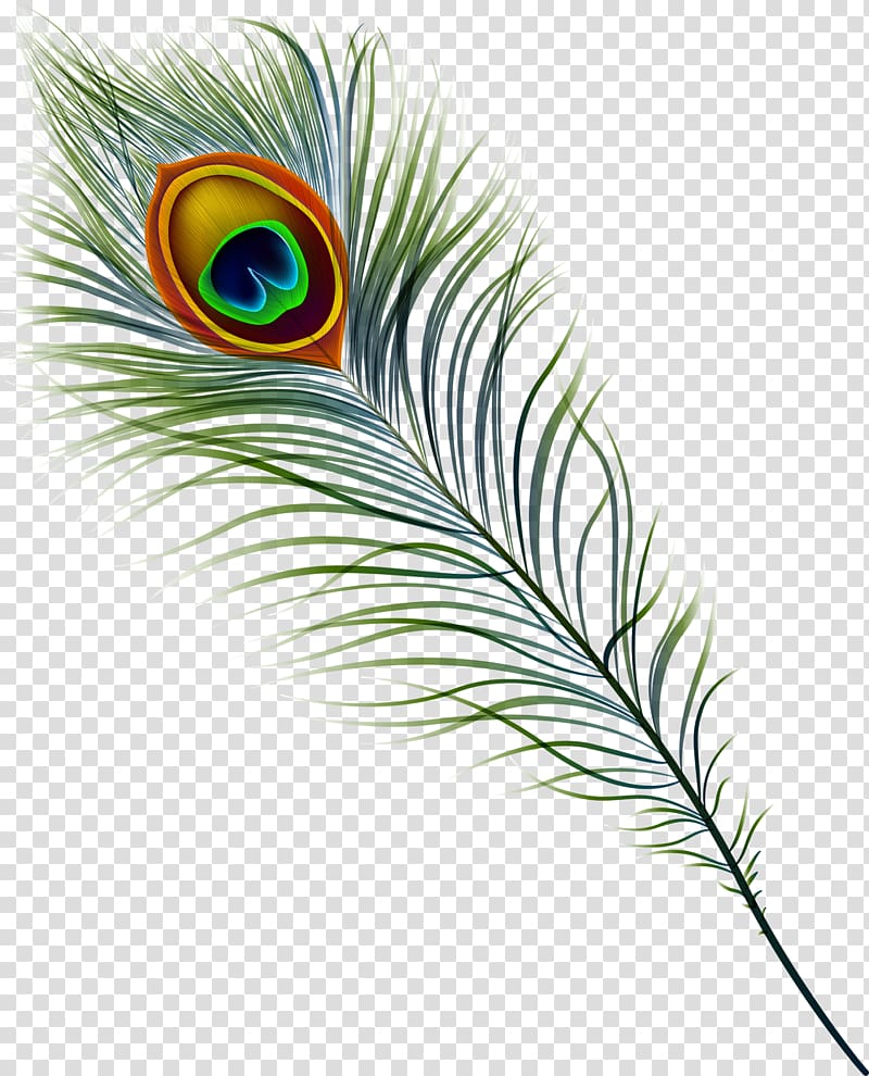Peacock feather illustration, Peafowl Feather , peacock