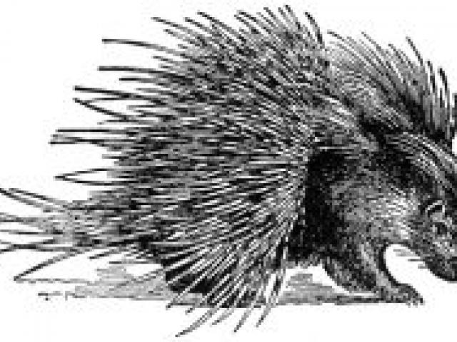 Porcupine clipart porcupine.