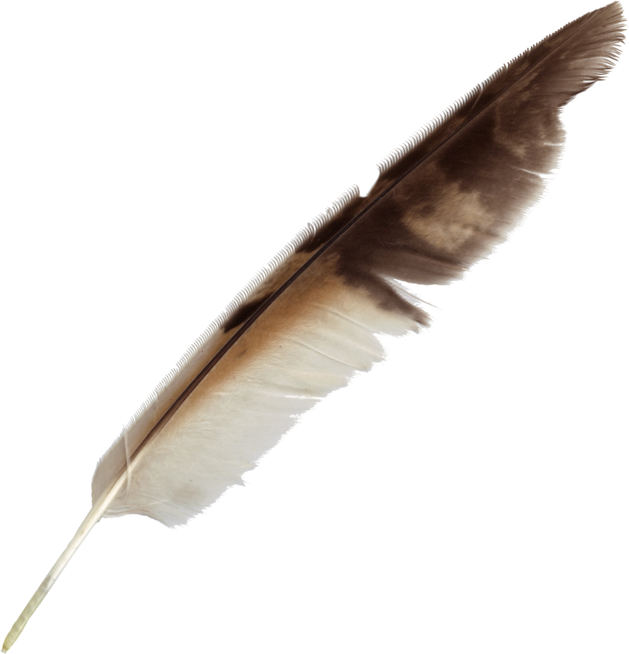 Feather bird quill.