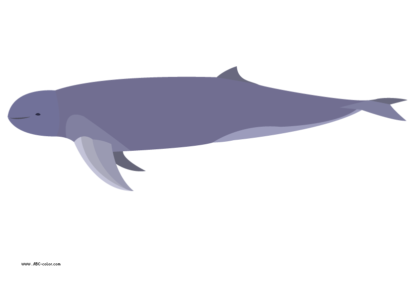 Colors clipart dolphin, Colors dolphin Transparent FREE for