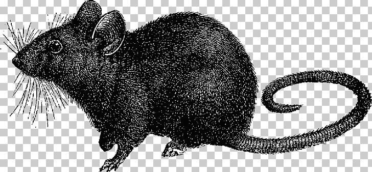 Black rat mouse.