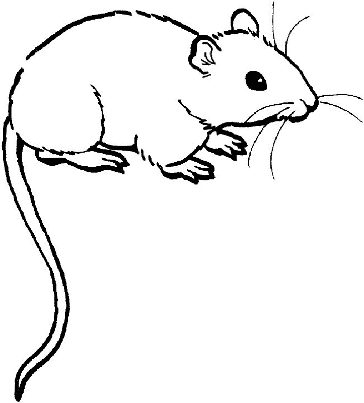 Free rat coloring.