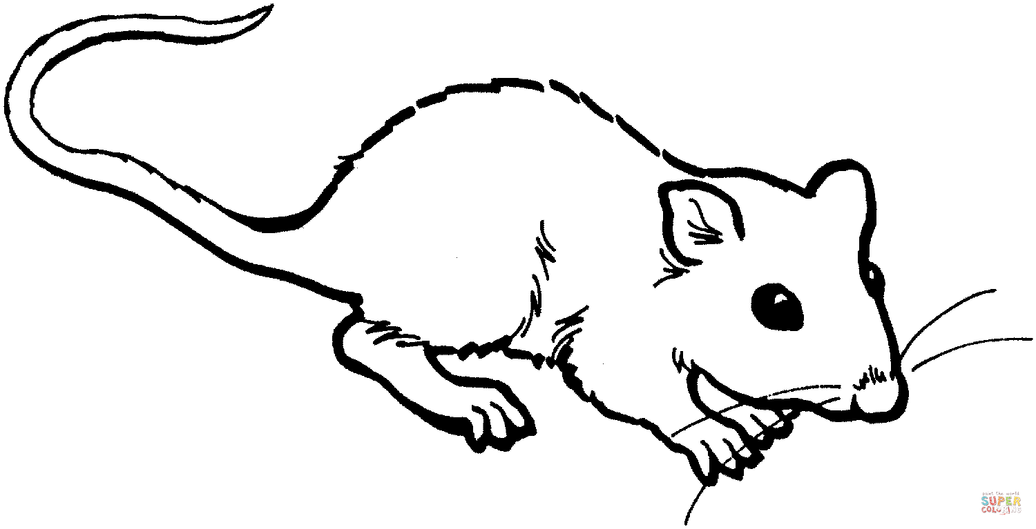 Rat coloring page.
