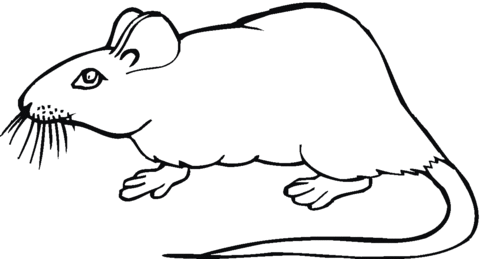 Rat coloring page.