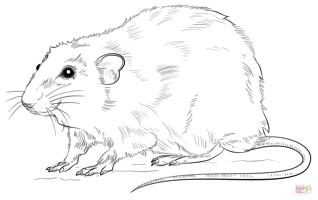 Realistic Rat coloring page