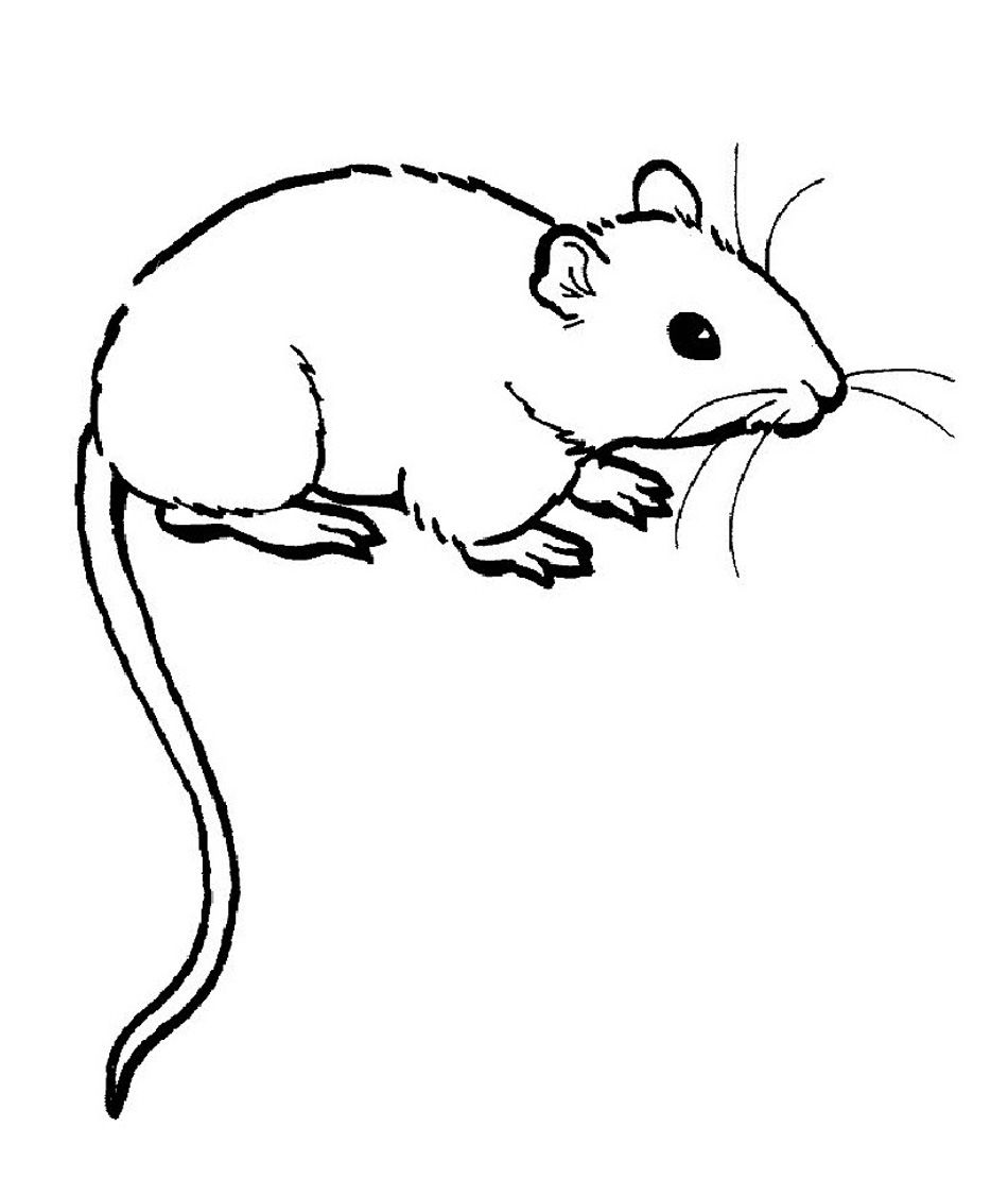 Scary rat drawing.