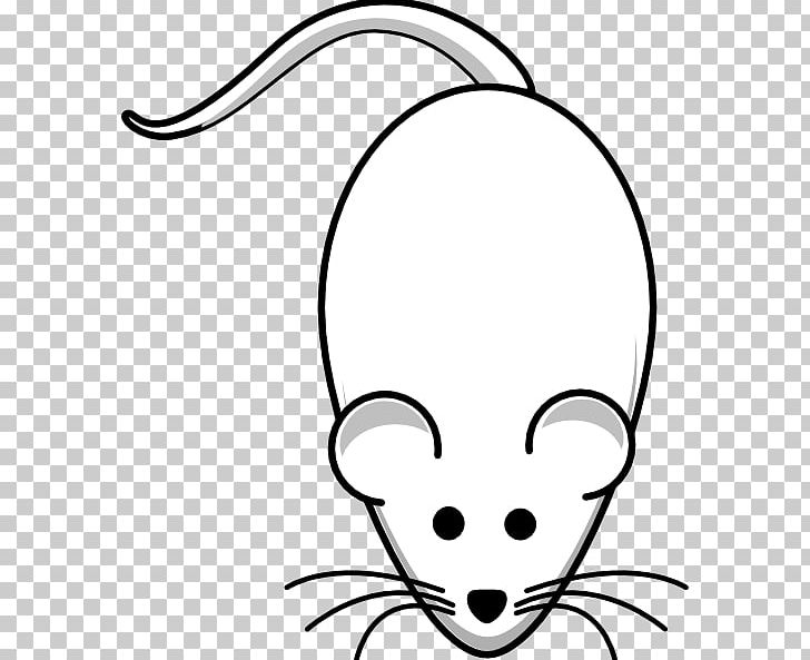Laboratory rat mouse.