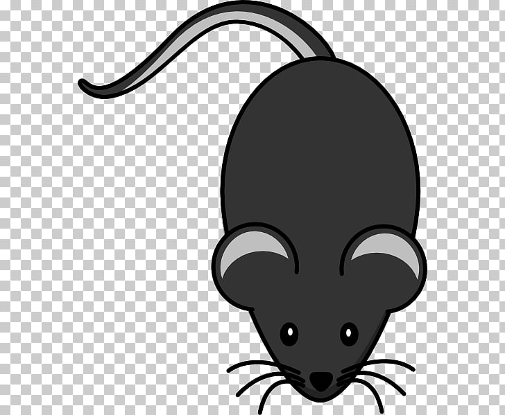 Mouse rat dark.