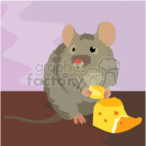 Grey Rat eating cheese clipart