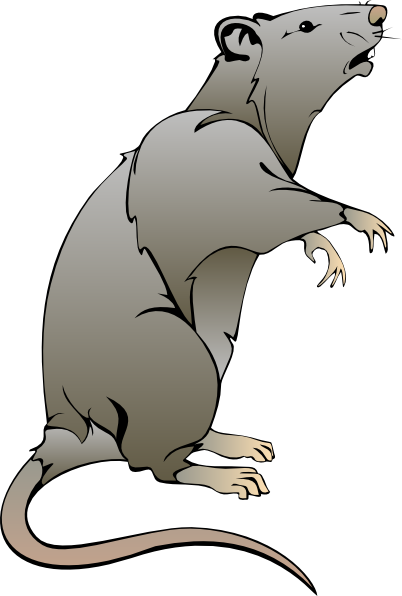 Rat Clip Art at Clker
