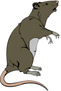 Rat clipart public domain, Rat public domain Transparent
