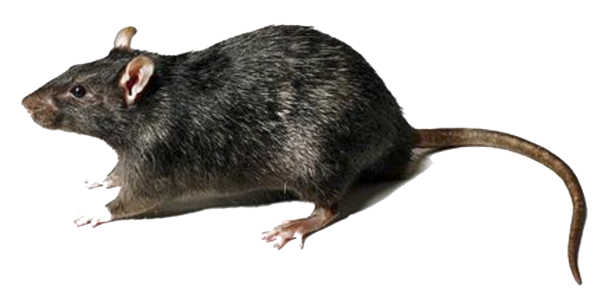 Rat PNG Images Transparent Free Download
