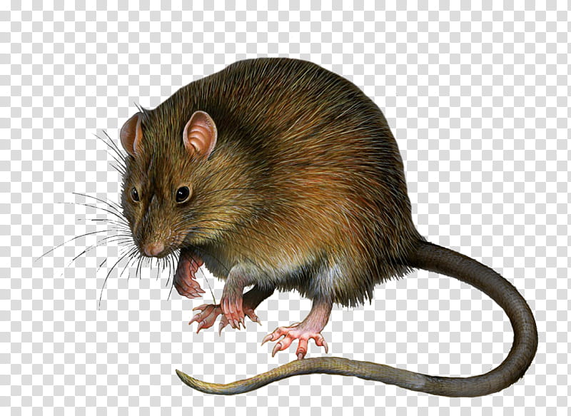 Rat , brown rat illustration transparent background PNG
