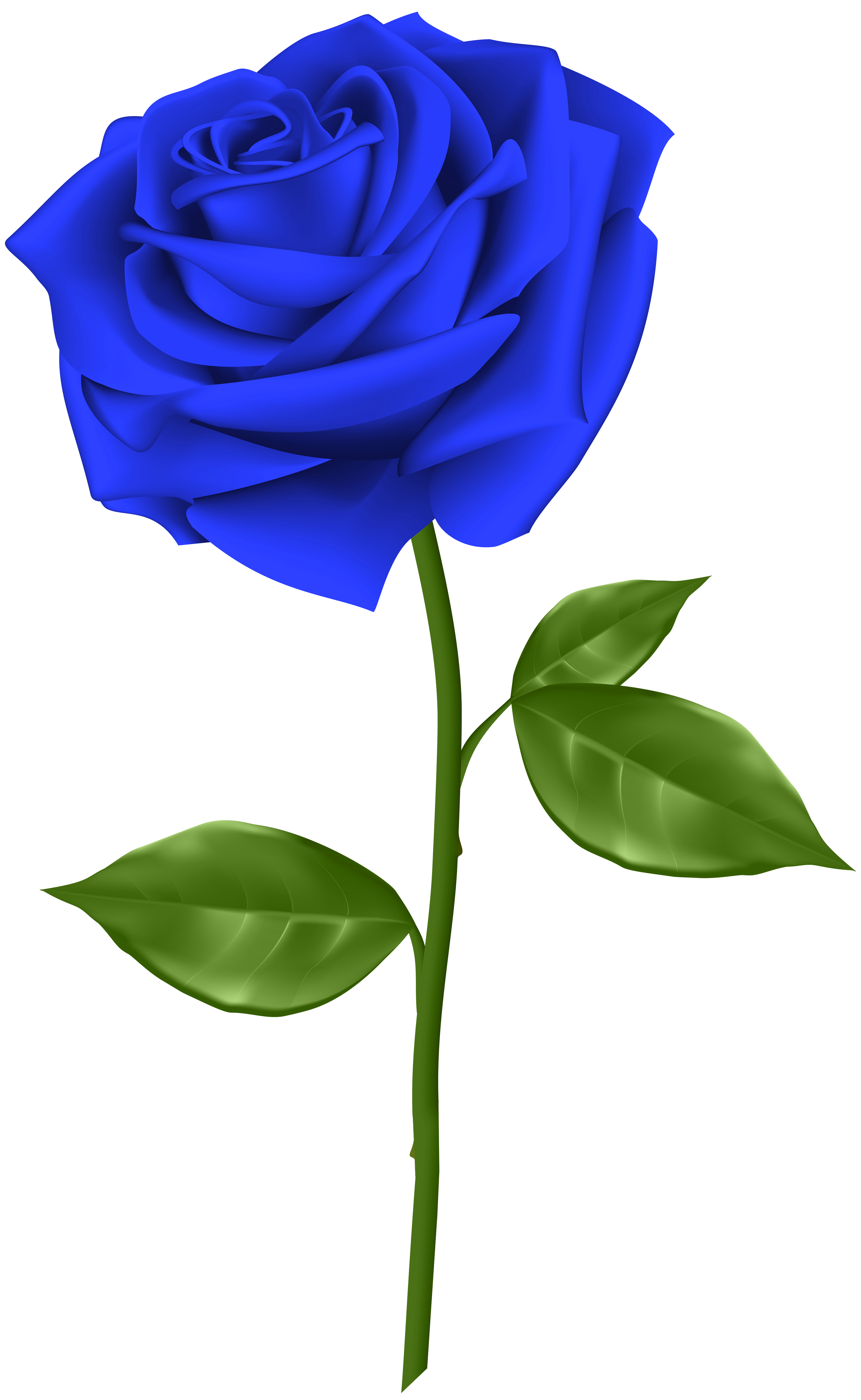 Blue Rose Transparent PNG Clip Art