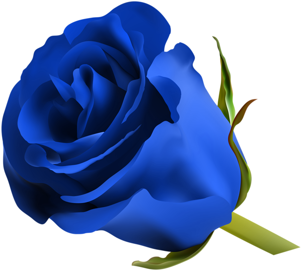 Pin by Sofiya Venher on Blue rose