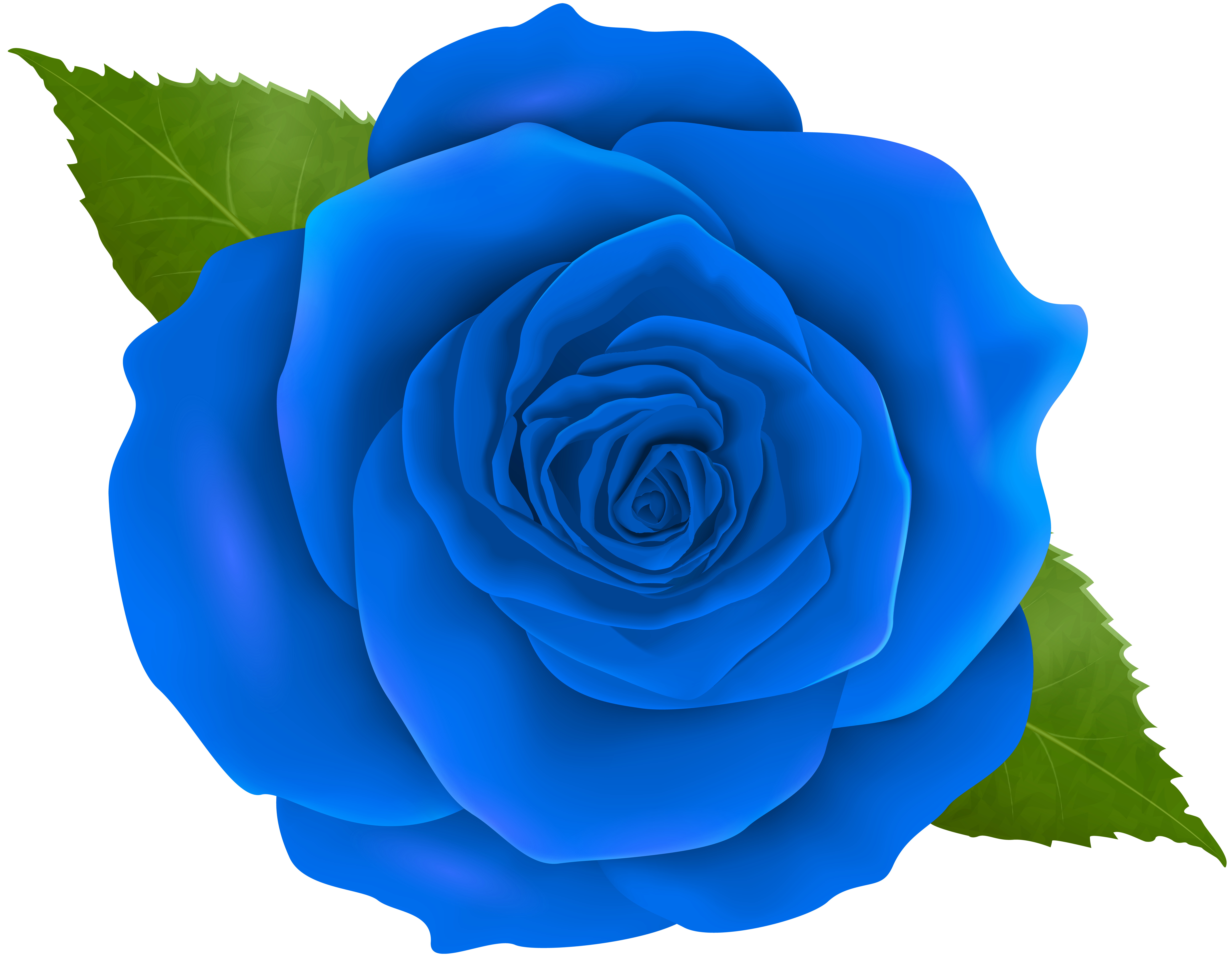 Blue rose transparent.