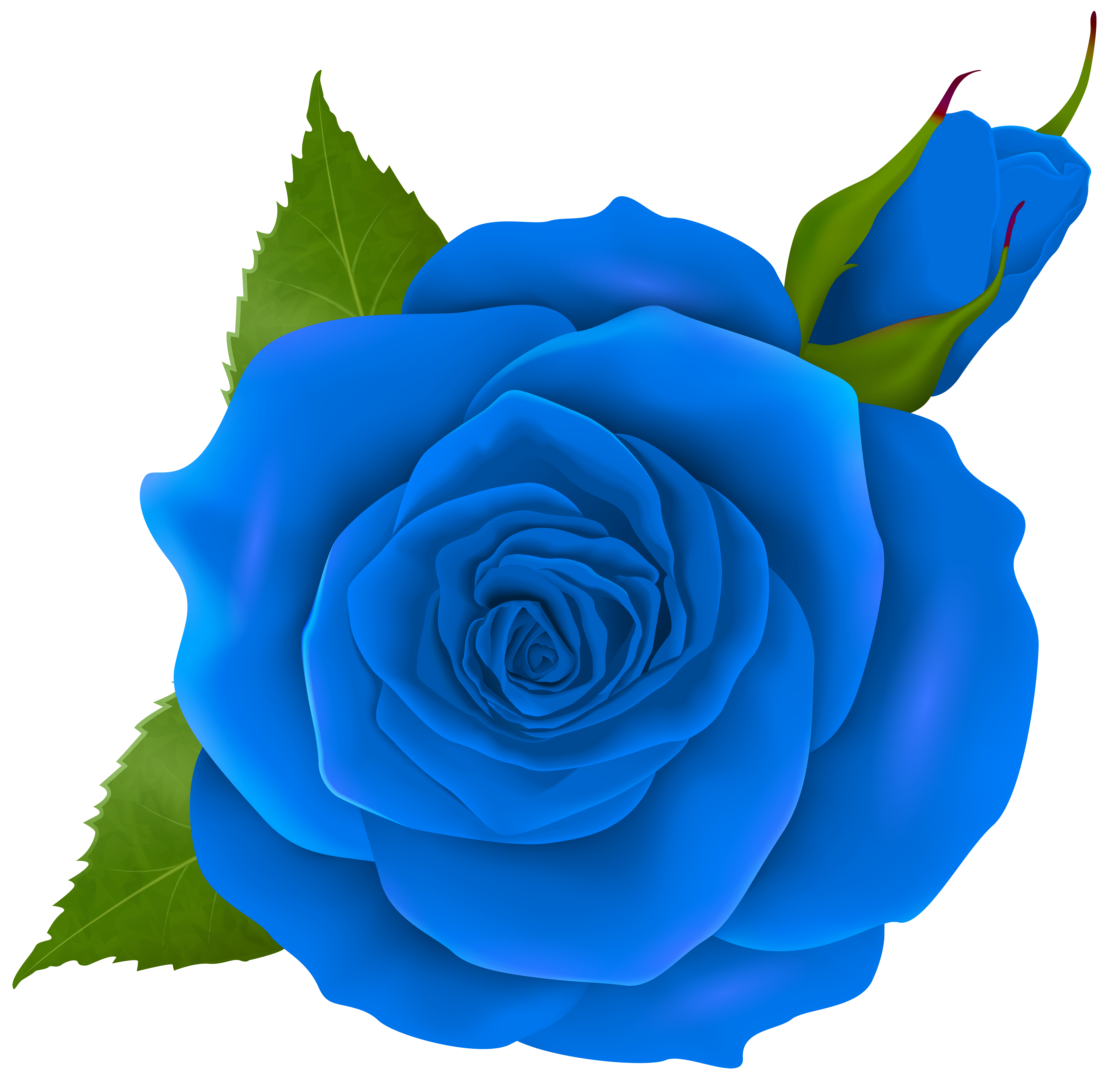 Blue Rose and Bud Transparent PNG Clip Art