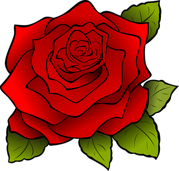 Flower red rose.