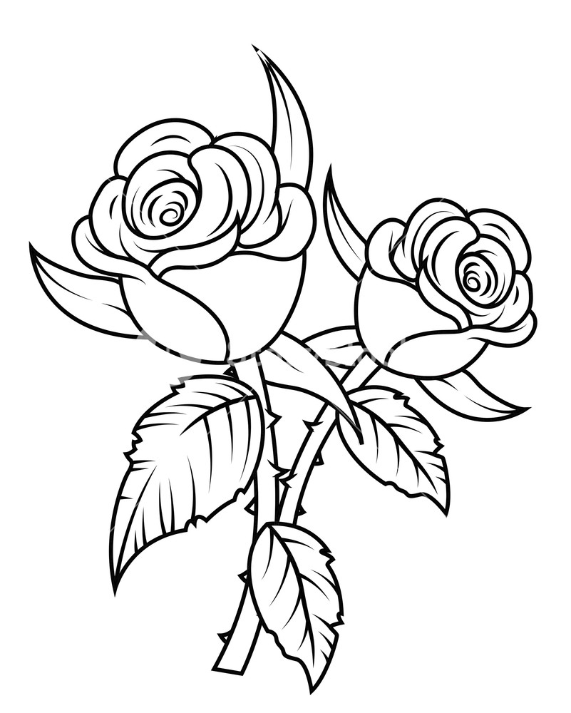 Rose flowers clipart.