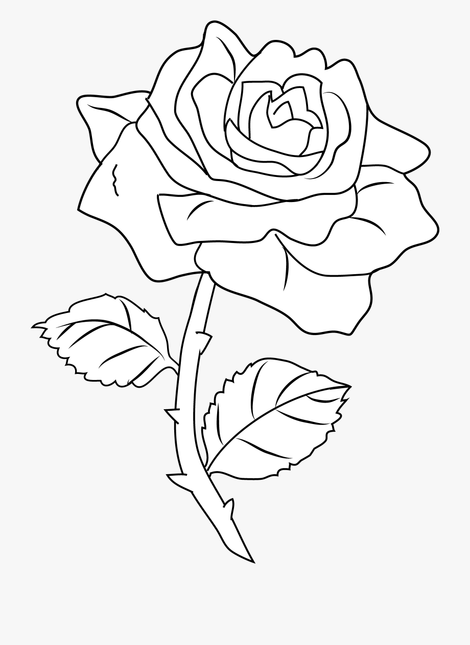 Flower rose coloring.