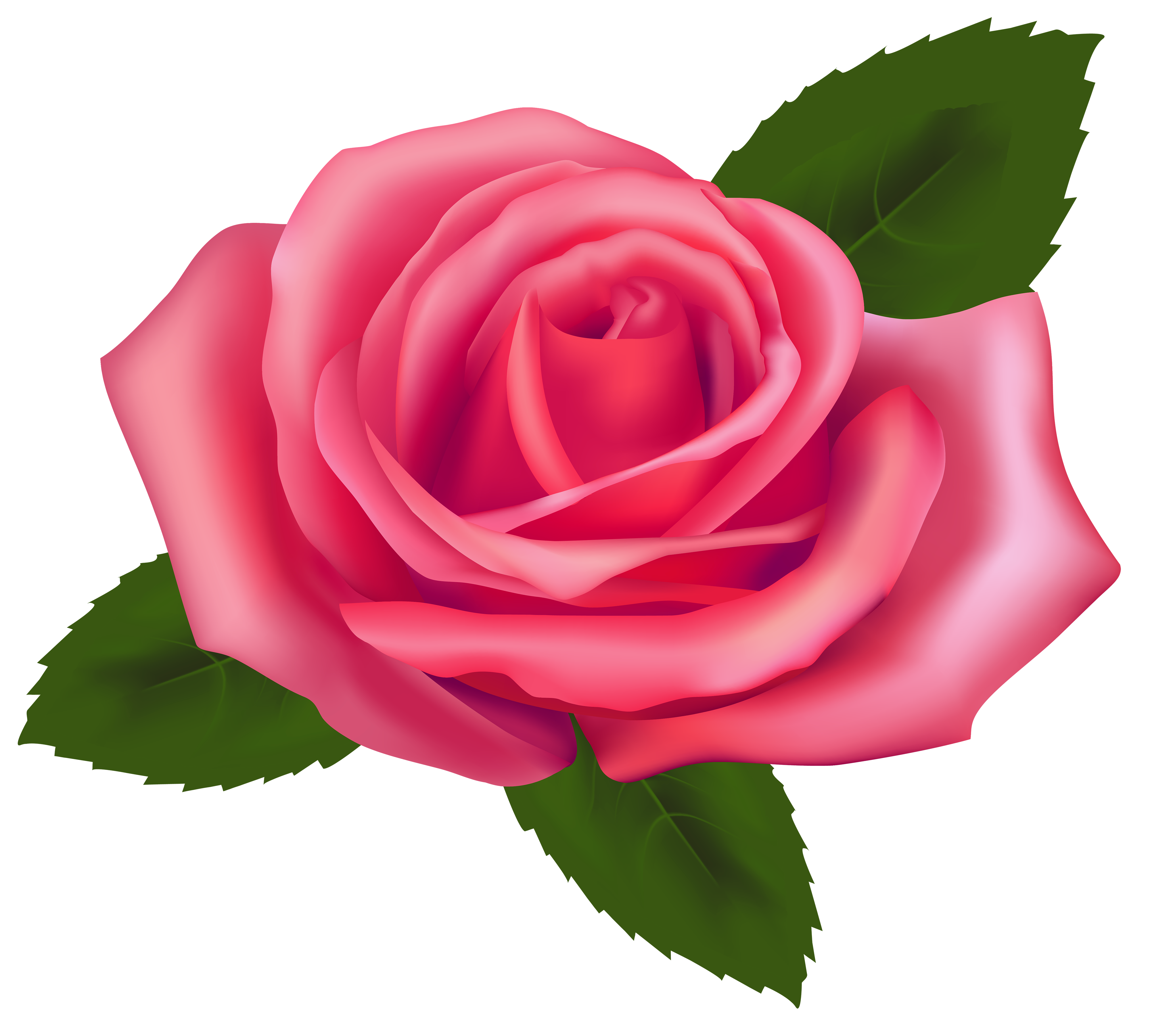 Beautiful Pink Rose PNG Clipart