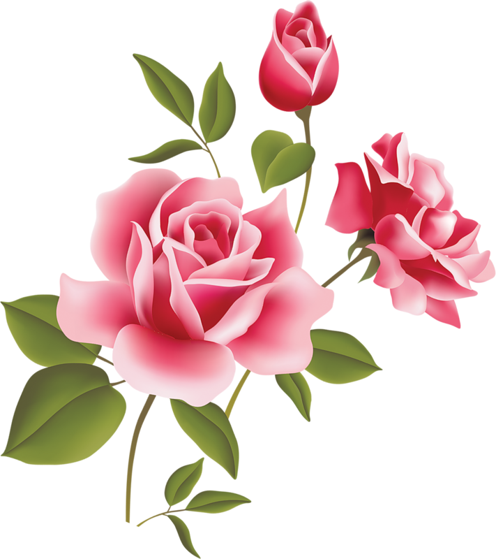 Top pink rose.