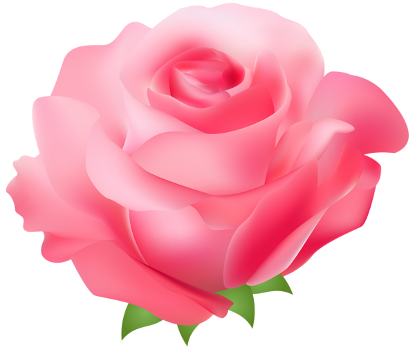 95 pink rose.