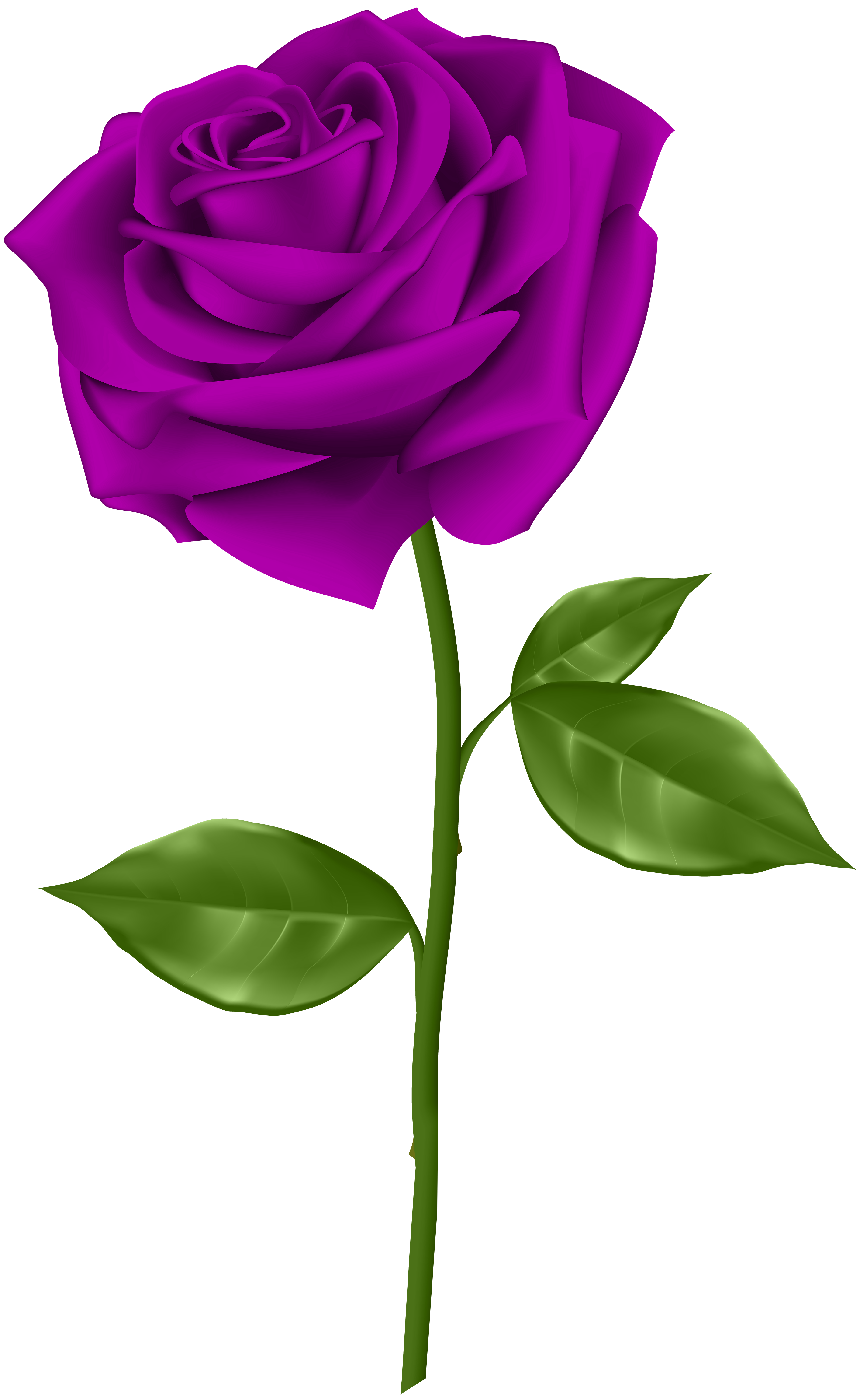 Purple rose transparent.