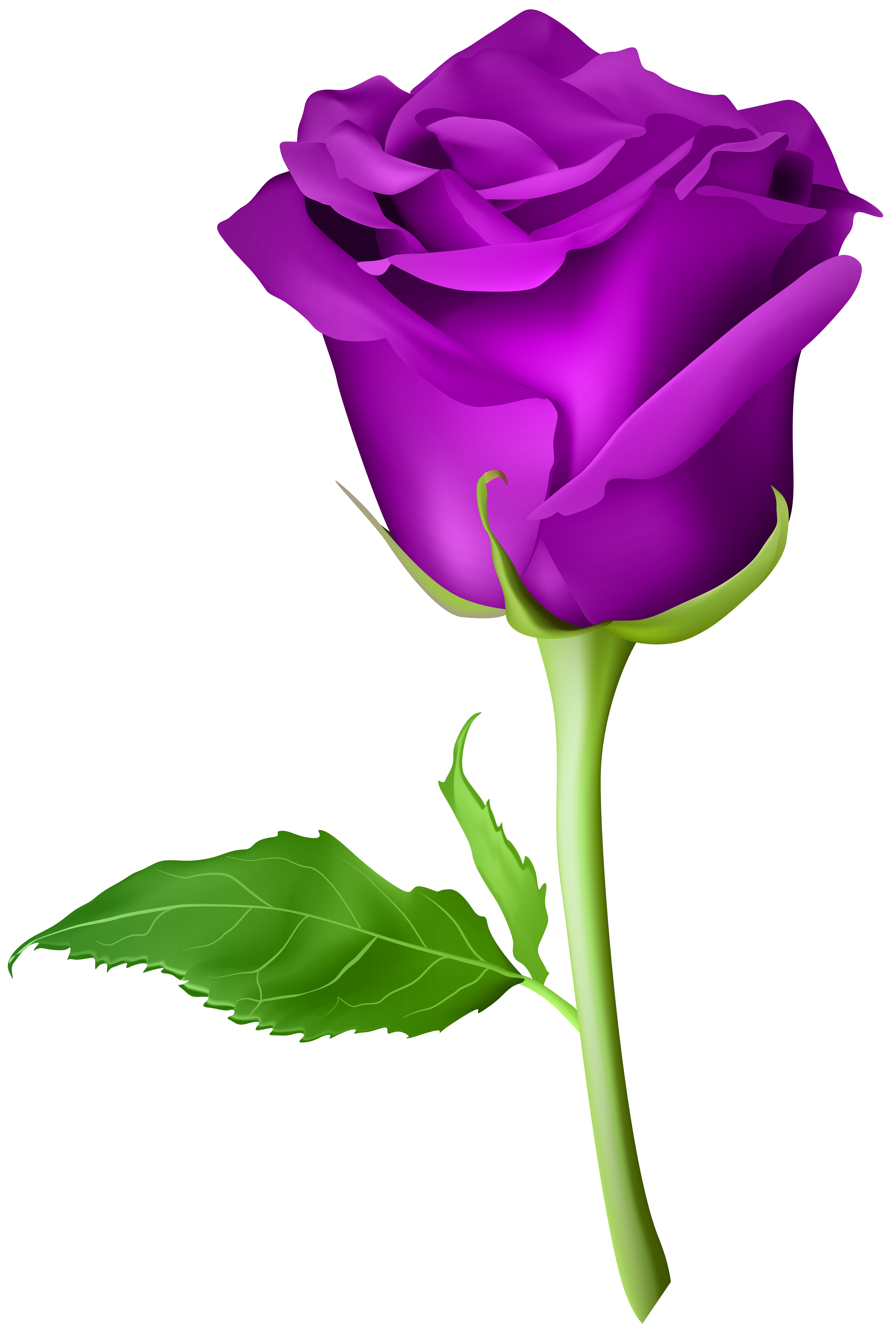 Rose purple transparent.