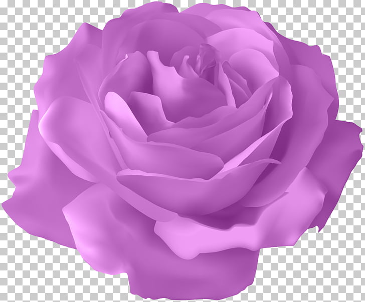 Blue rose flower.