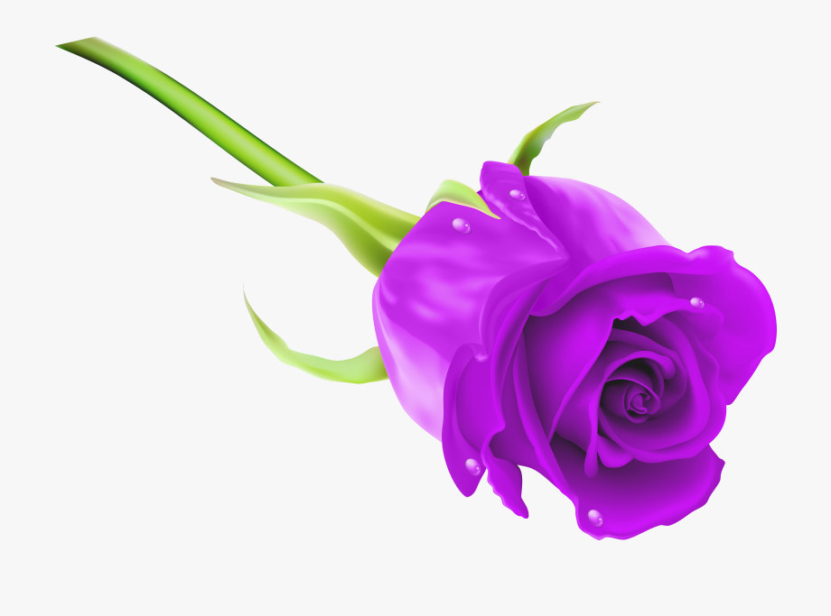 Purple rose clipart.