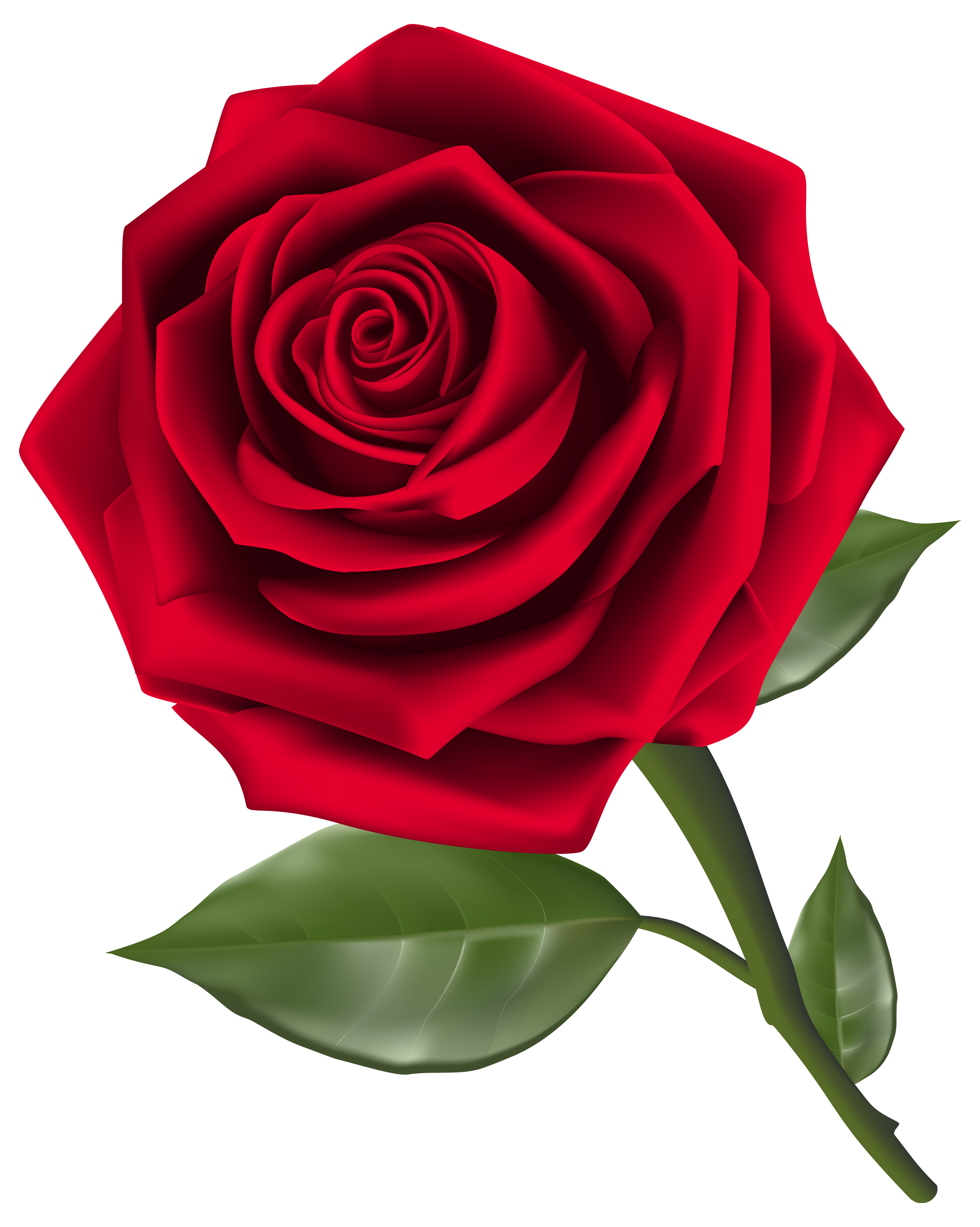 Beautiful red rose.