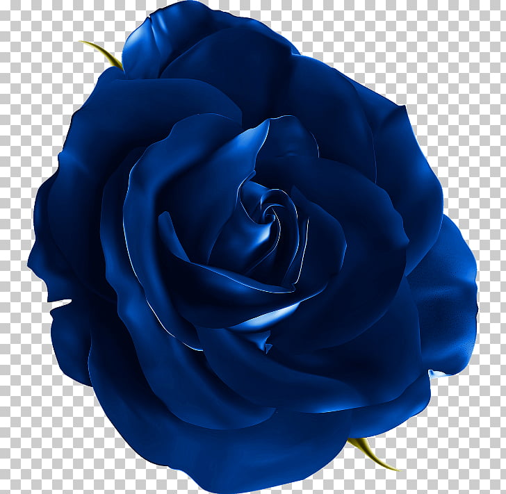 Blue rose Flower , realistic flowers PNG clipart