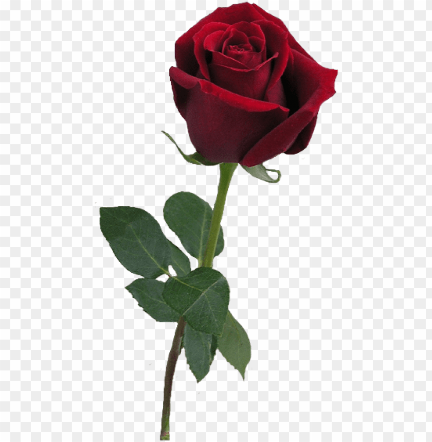 Red rose bud png clipart