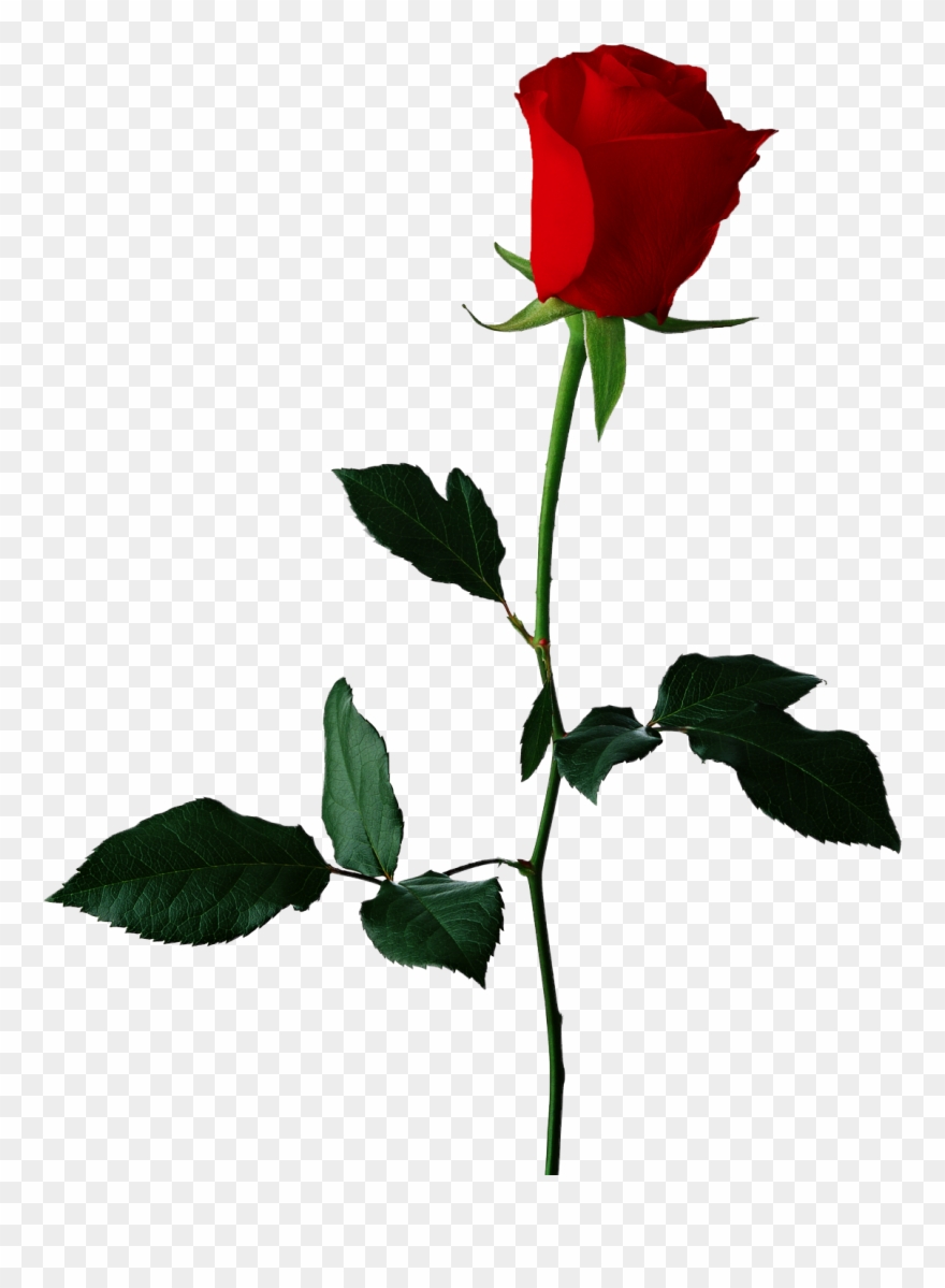 Red rose clipart.