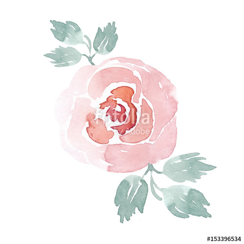 Watercolor handpainted rose.