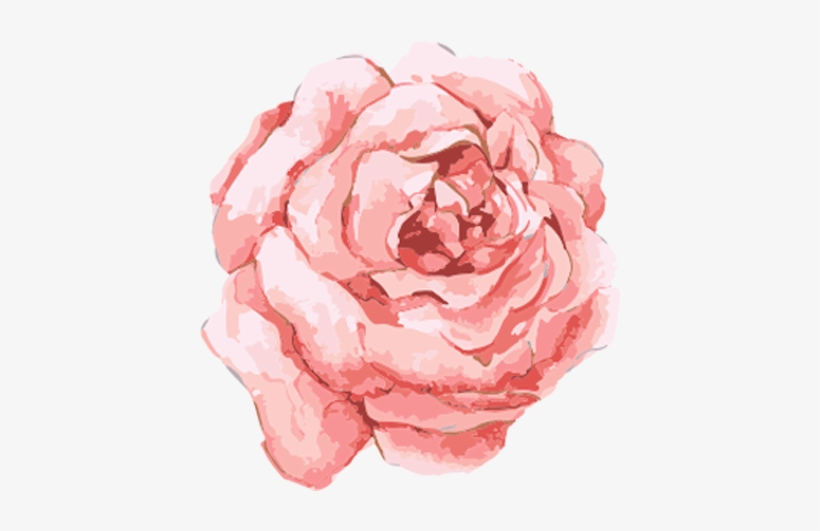 Watercolor rose transparent.
