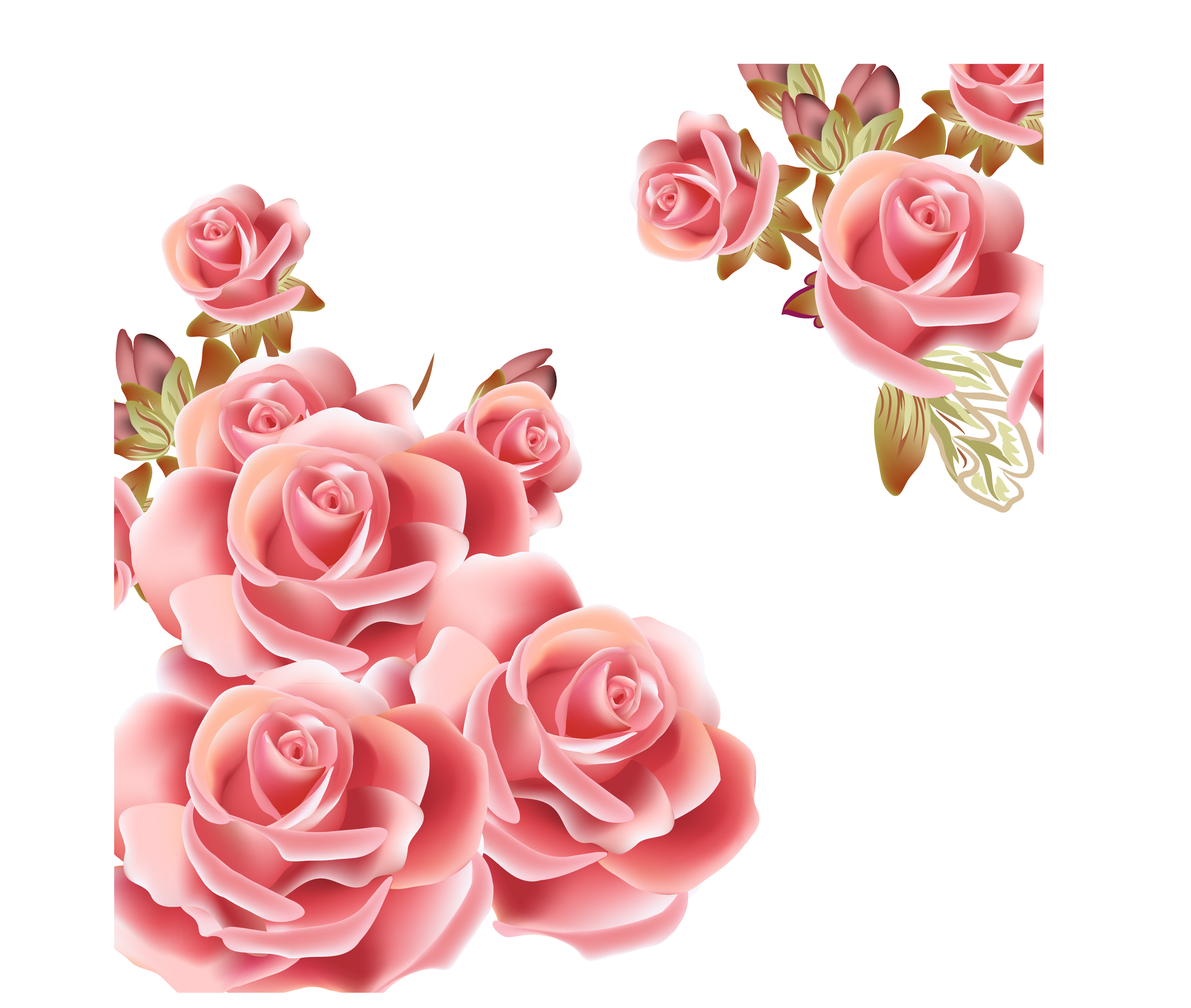 Flower rose pink.