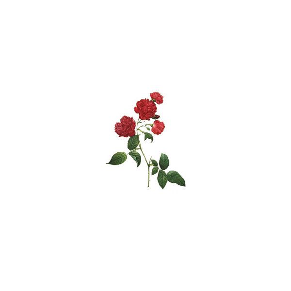 Free rose clipart.